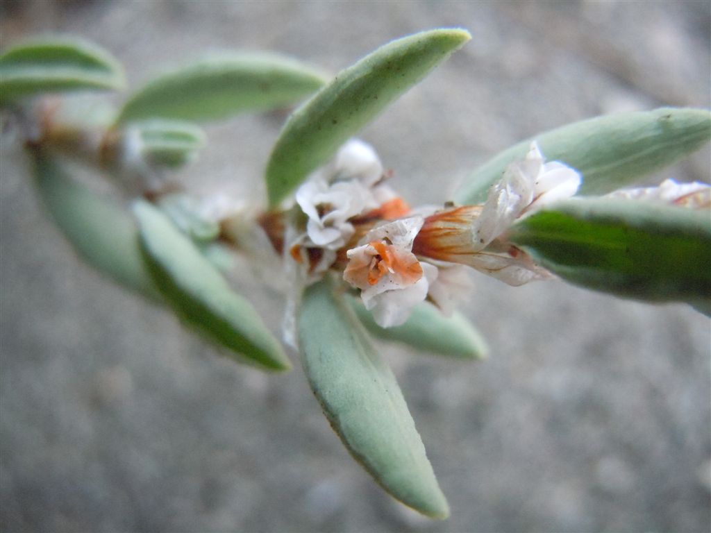 Polygonum maritimum